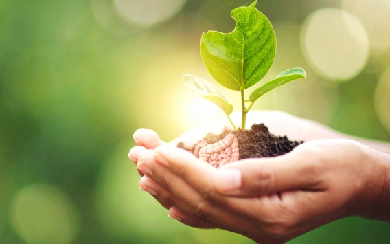Hands holding soil and a small plant signaling how precious your gut is.